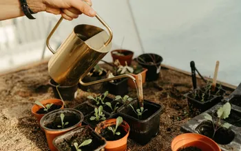 Semez, repiquez et entretenez votre potager en ville