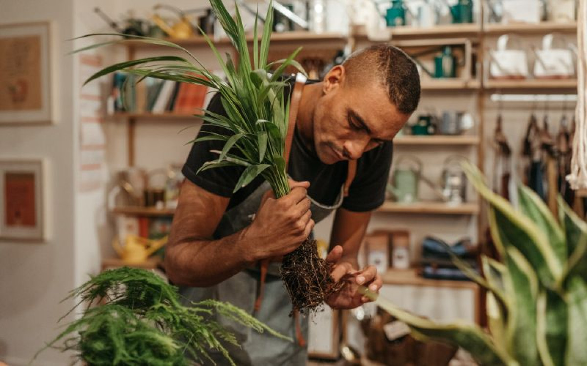 Apprenez à bouturer vos plantes à l'infini