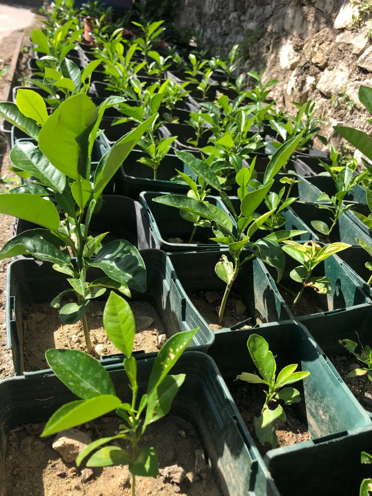 Découvrez la permaculture et la culture des agrumes