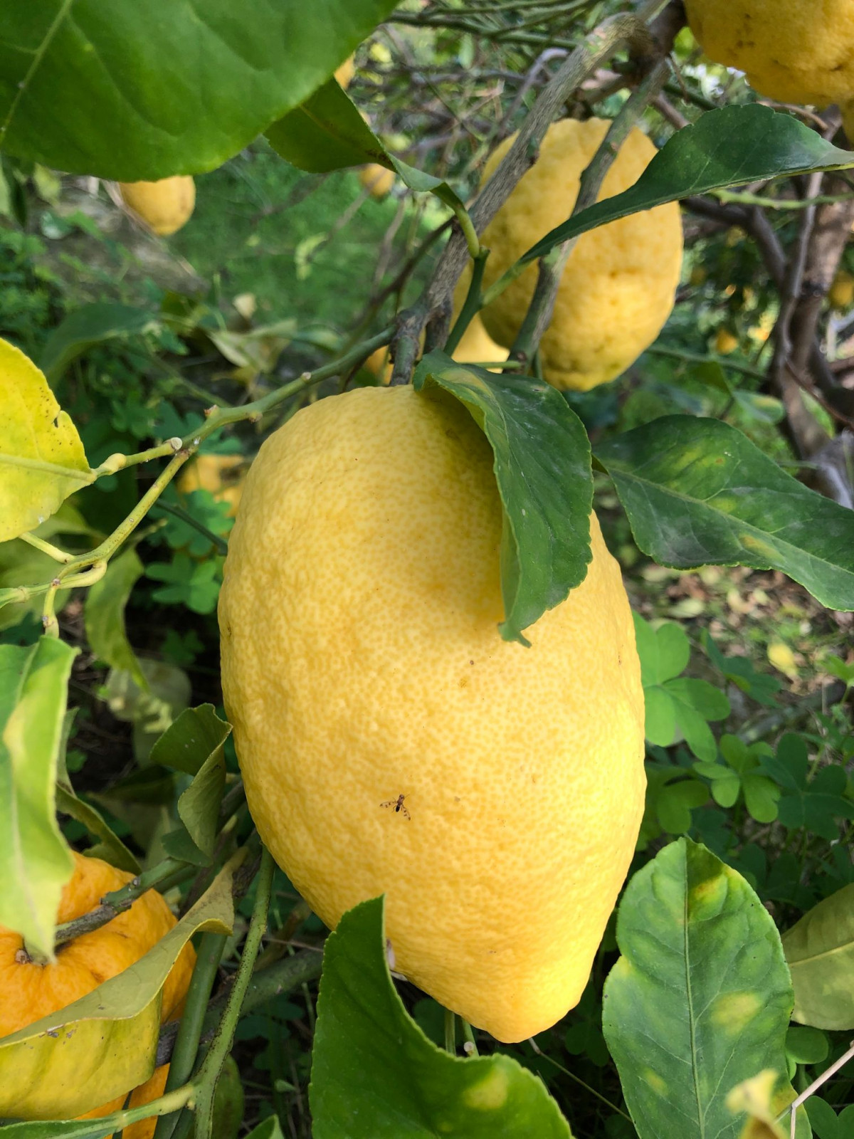 Découvrez la culture du citron de Menton