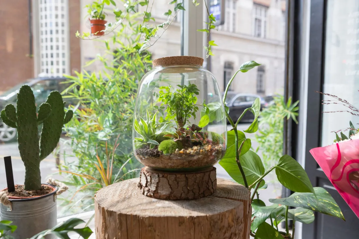 Créez votre grand terrarium (Taille L)