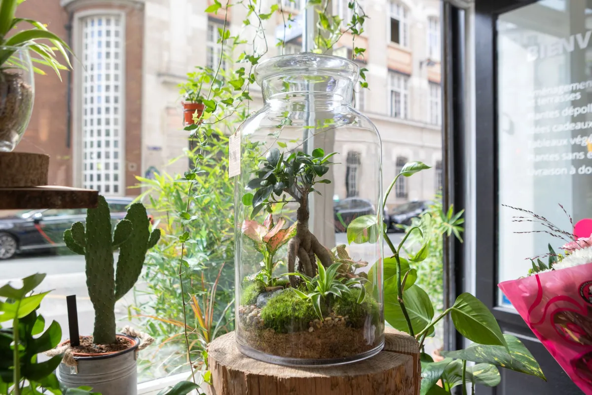 Composez votre terrarium géant (Taille XXL)