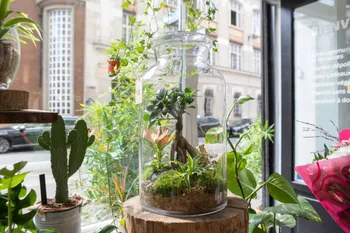 Wecandoo - Composez votre terrarium géant (Taille XXL)