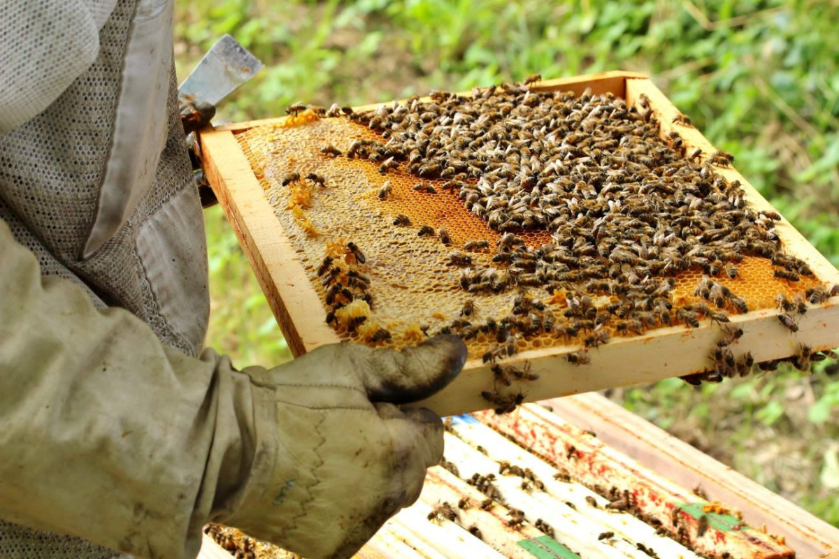 Découvrez l'univers de l'apiculture