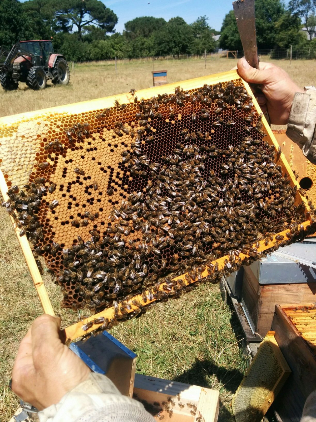 Initiez-vous à l'apiculture