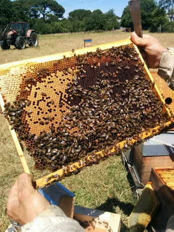 Initiez-vous à l'apiculture