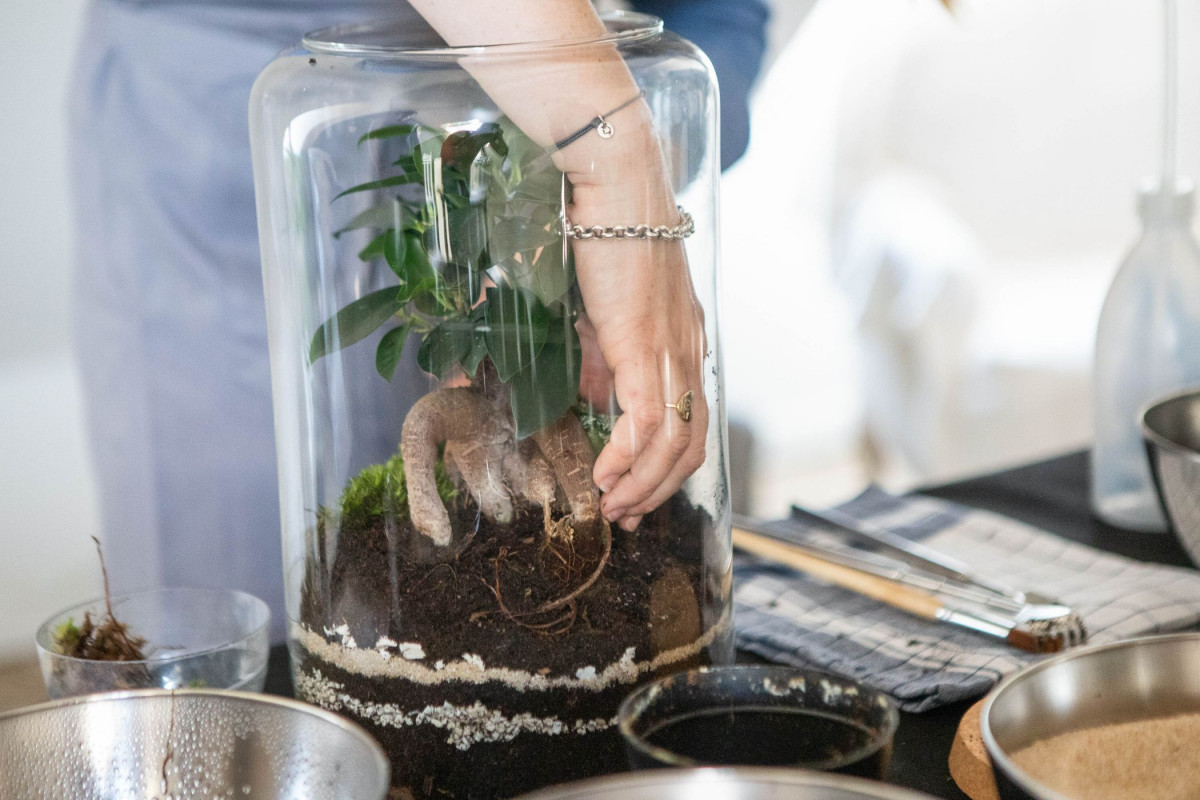 Créez et composez votre terrarium