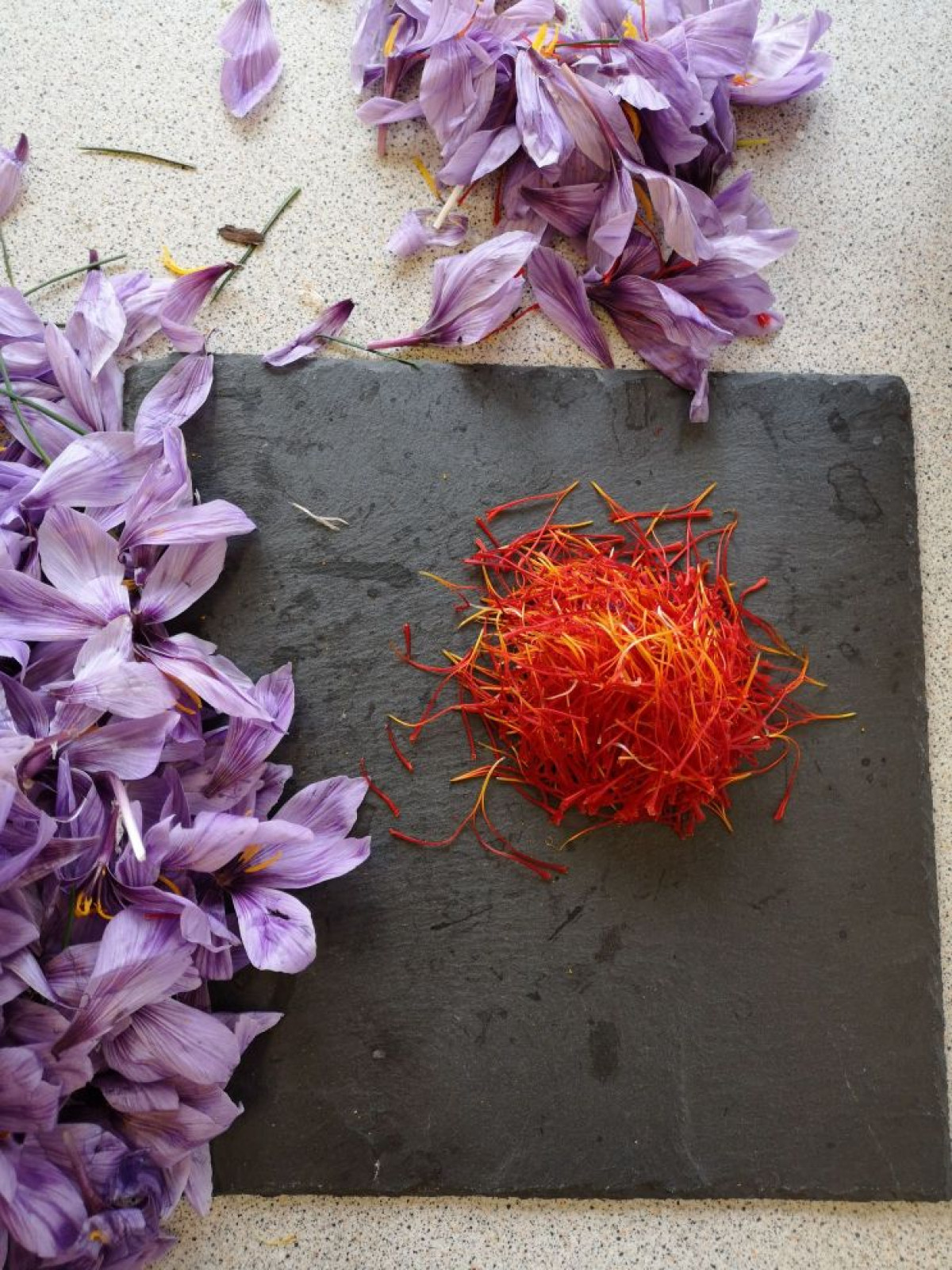 Récoltez le safran du toit de l'opéra Bastille