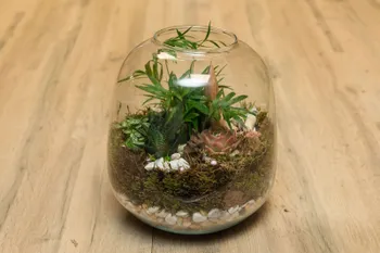Wecandoo - Réalisez votre terrarium