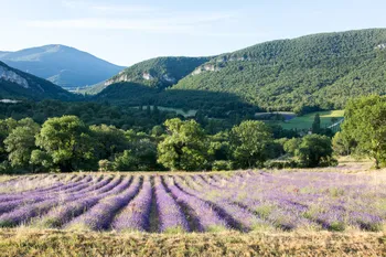 Découvrez la lavande et stimulez votre odorat !