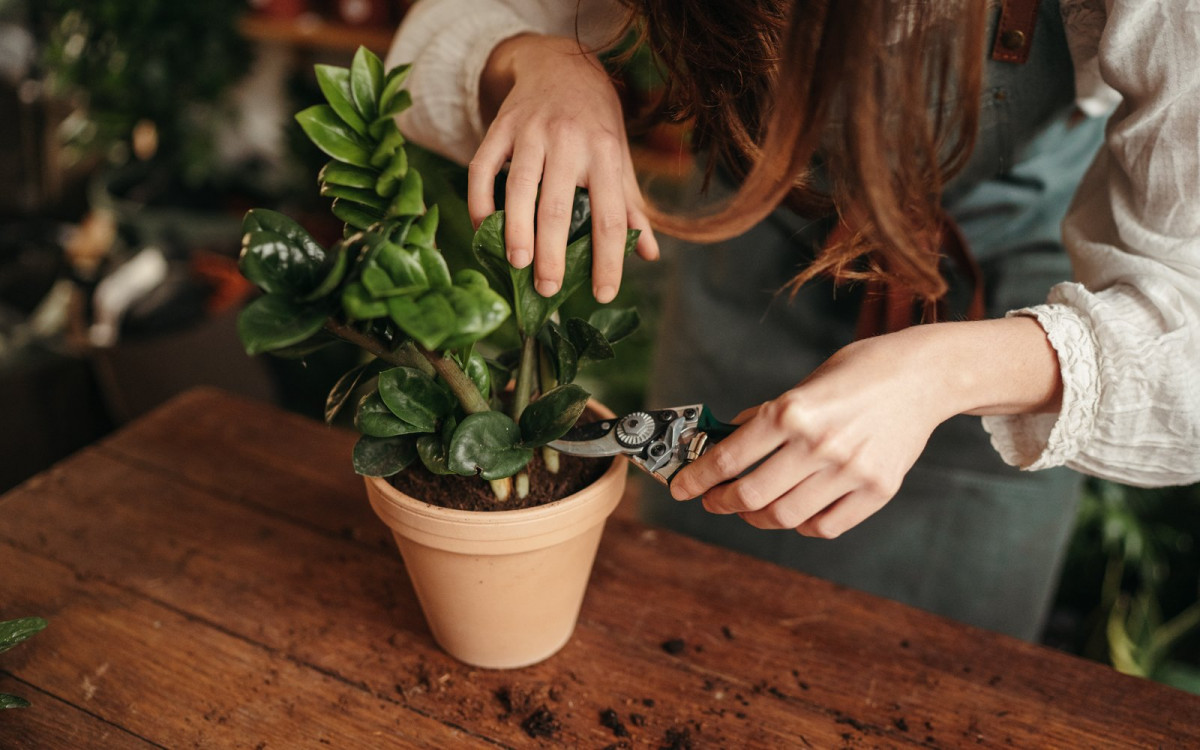 Apprenez à rempoter et entretenir vos plantes vertes