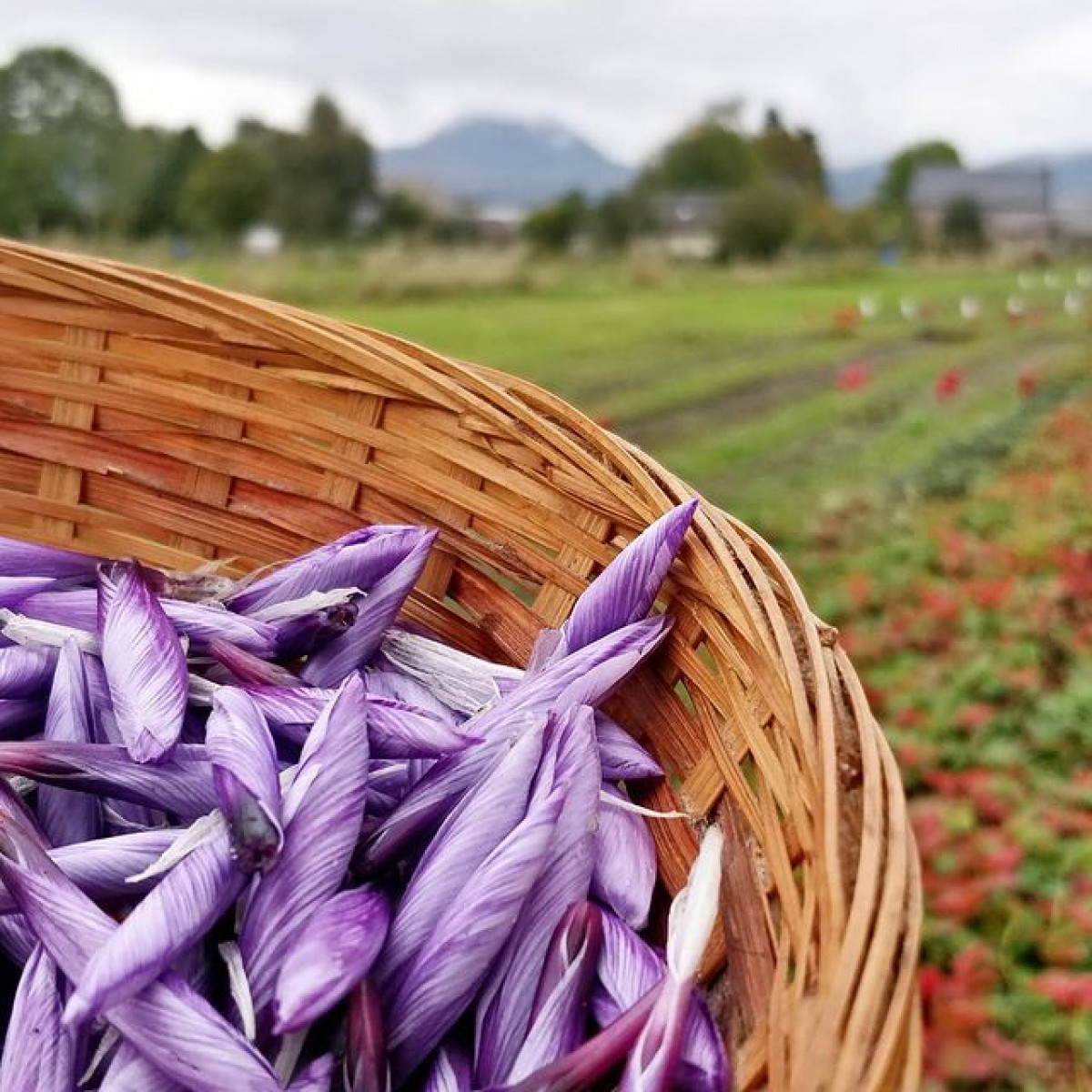 Visitez une safranière et dégustez des spécialités à Clermont-Ferrand