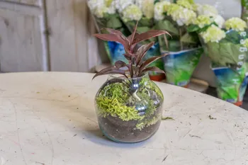 Wecandoo - Composez votre propre terrarium