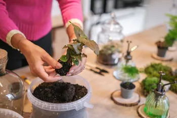Créez votre terrarium