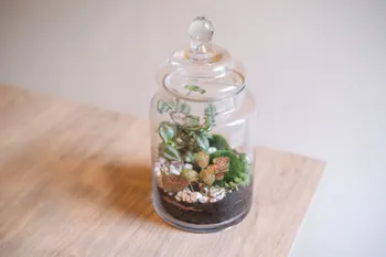 Créez votre petit terrarium