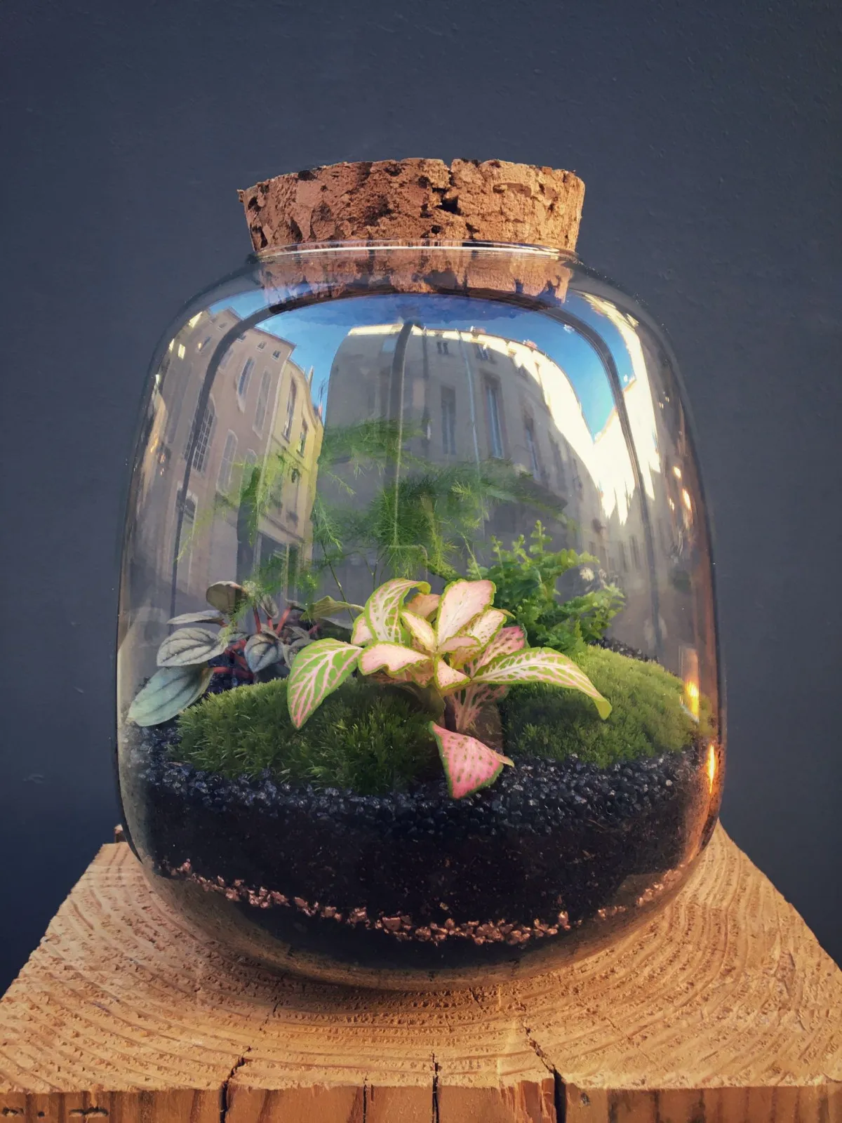 Créez votre terrarium taille large