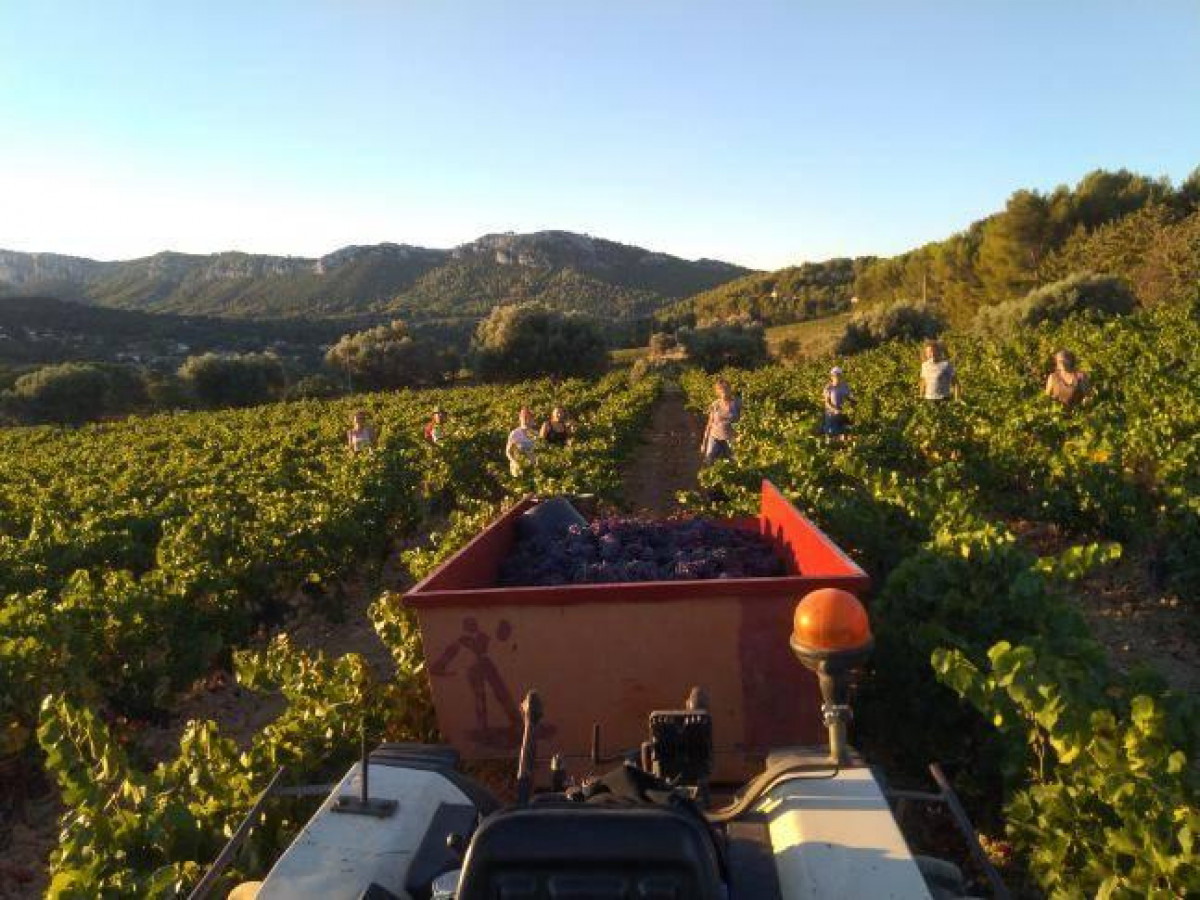 Découvrez le travail dans les vignes