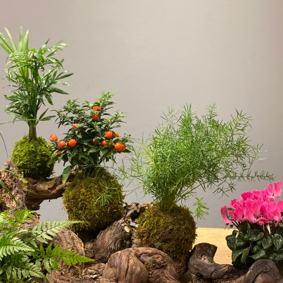 Réalisez votre kokedama