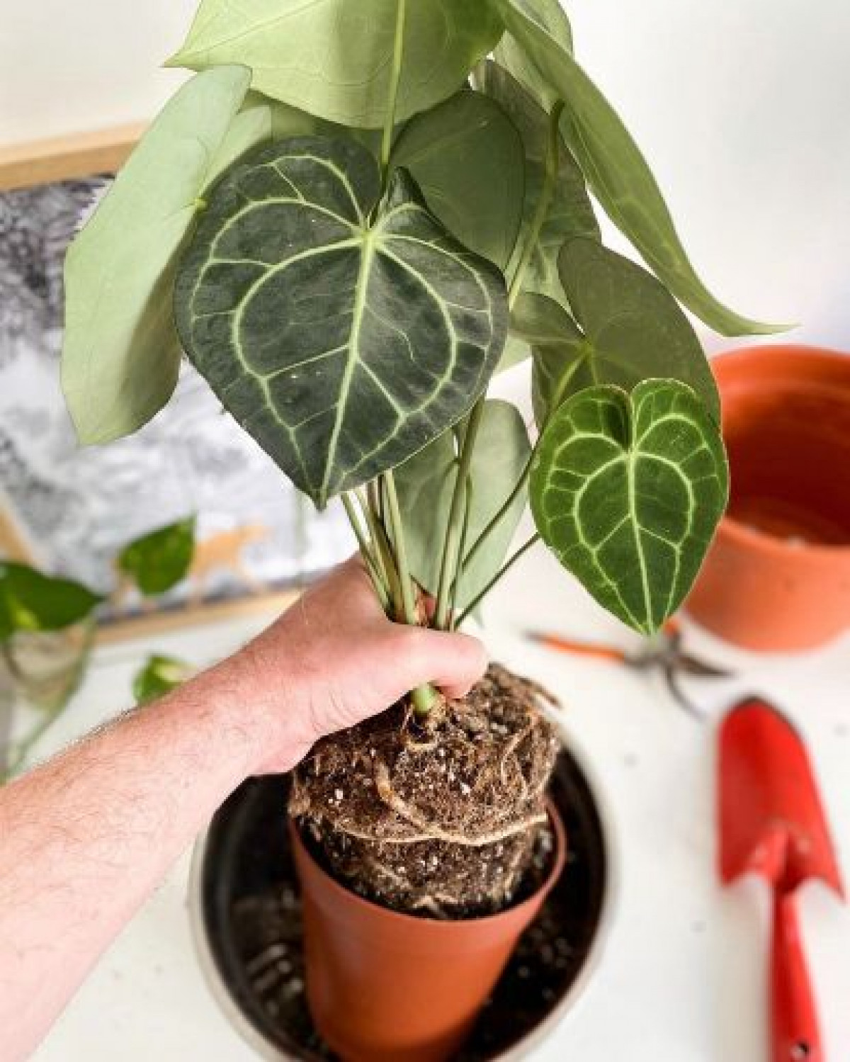 Apprenez à rempoter et à entretenir vos plantes