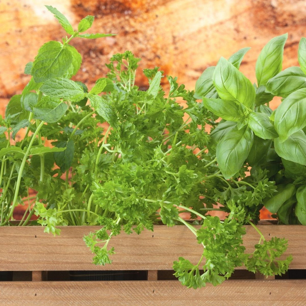 Réalisez votre jardinière d'aromates