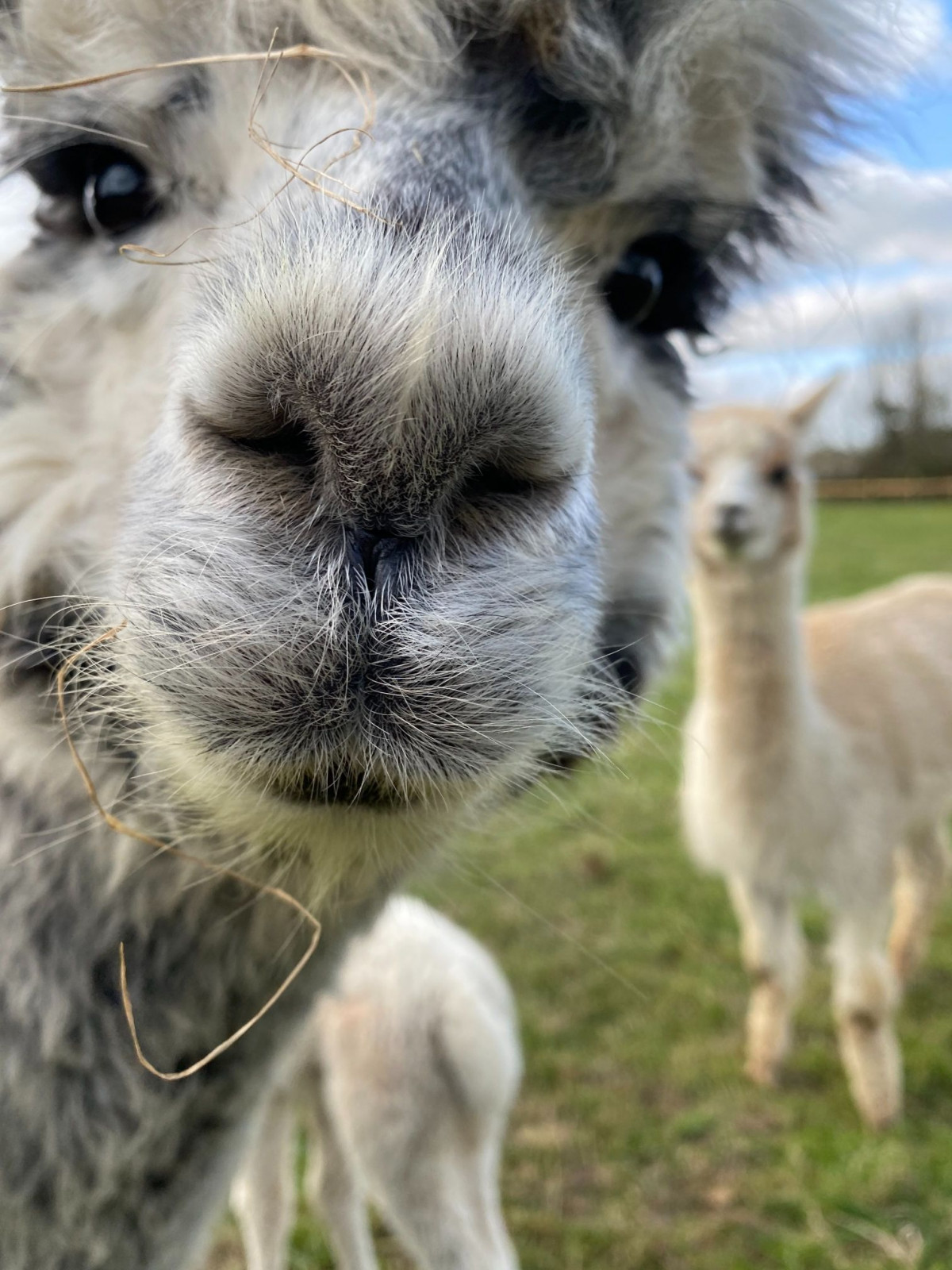 Découvrez la transformation de la laine d'alpagas