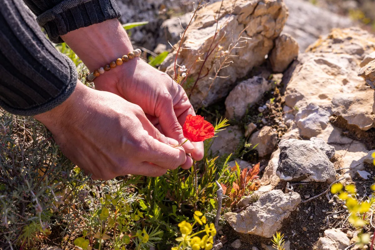 Partez à la découverte des plantes médicinales
