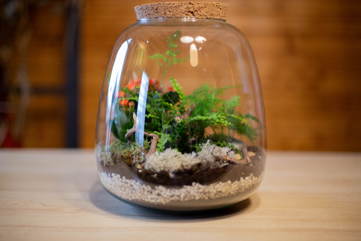 Composez votre terrarium