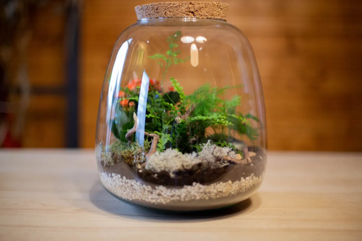 Composez votre terrarium