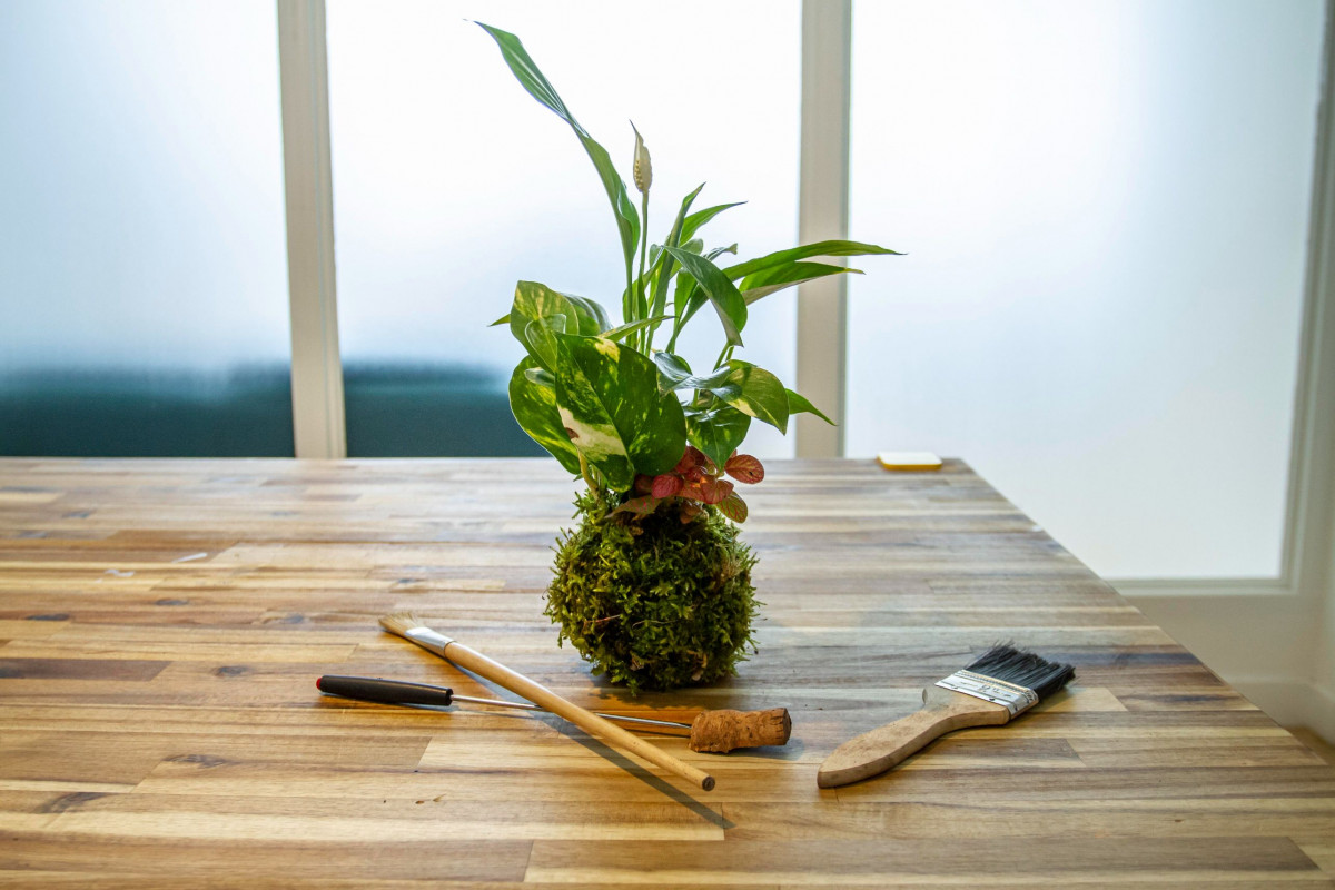 Fabriquez votre kokédama