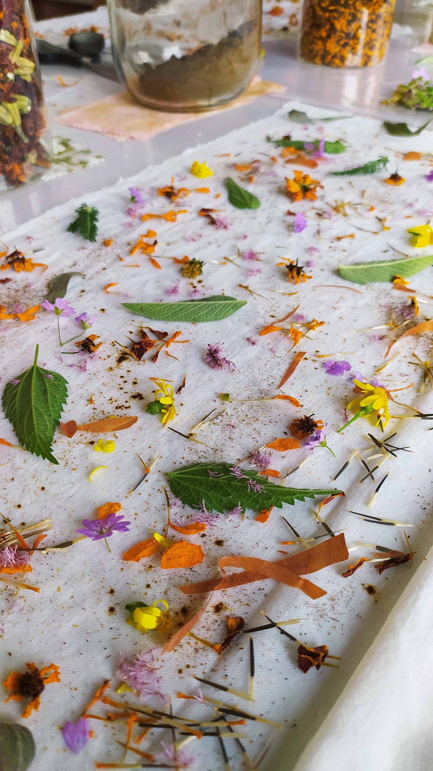 Découvrez la teinture végétale le temps d'une journé à Lille