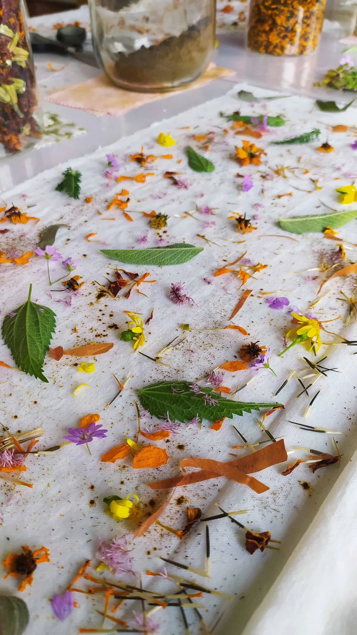 Découvrez la teinture végétale le temps d'une journé