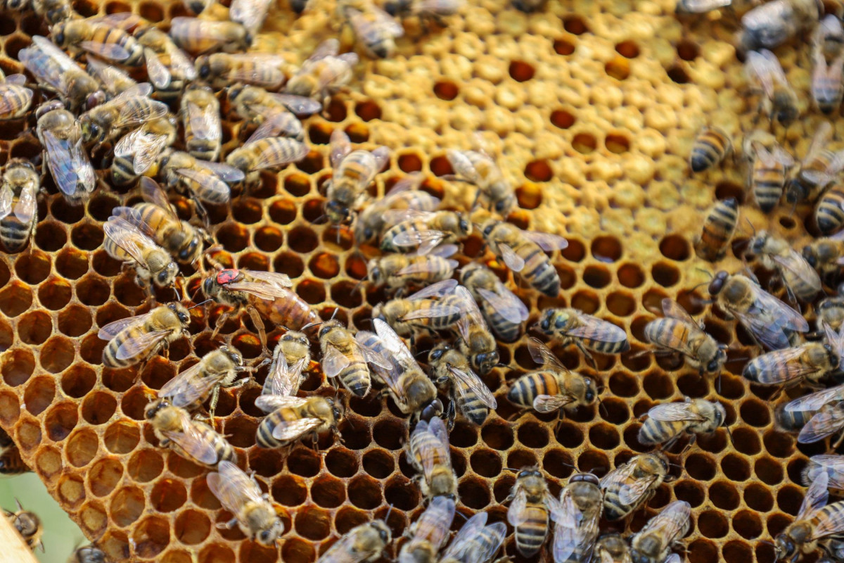 Formez-vous à l'apiculture sur une journée