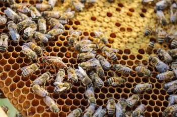 Wecandoo - Formez-vous à l'apiculture sur une journée