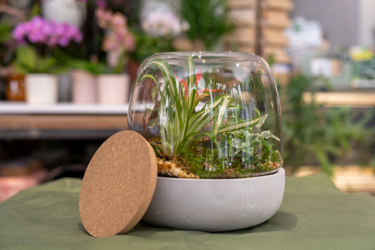 Créez votre terrarium