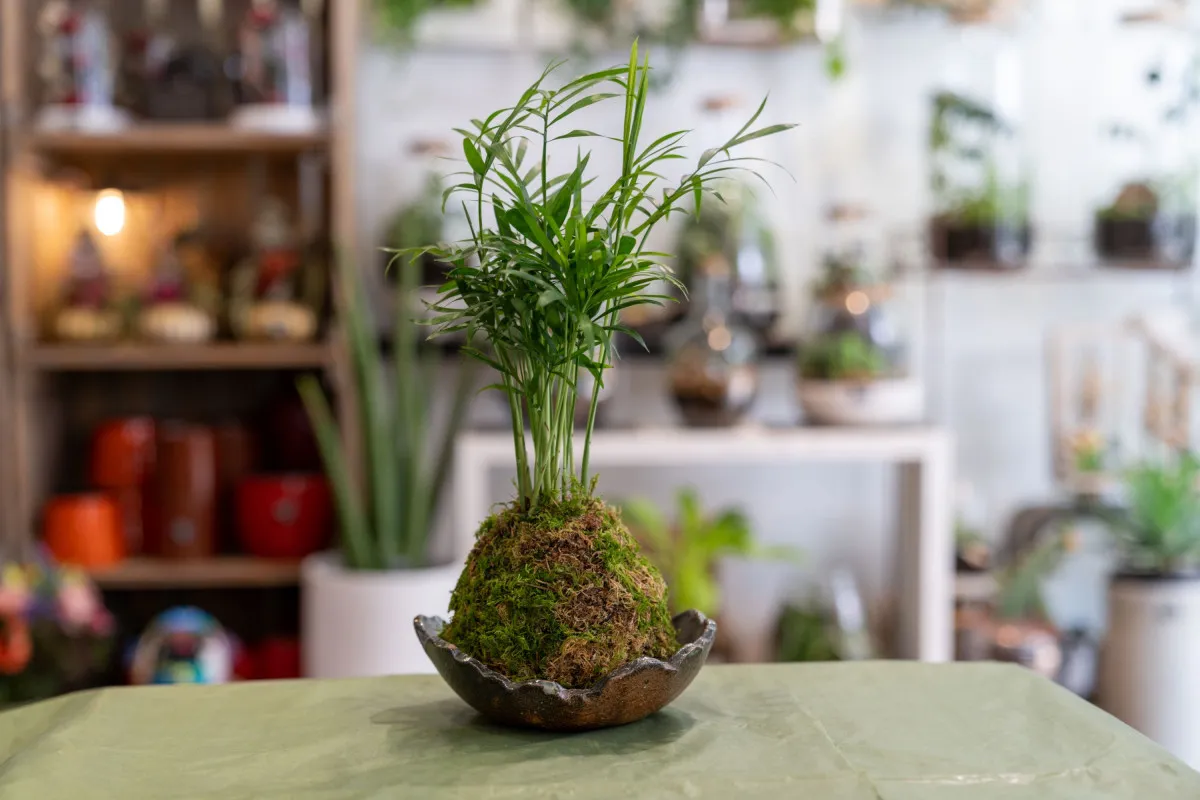 Composez votre kokédama