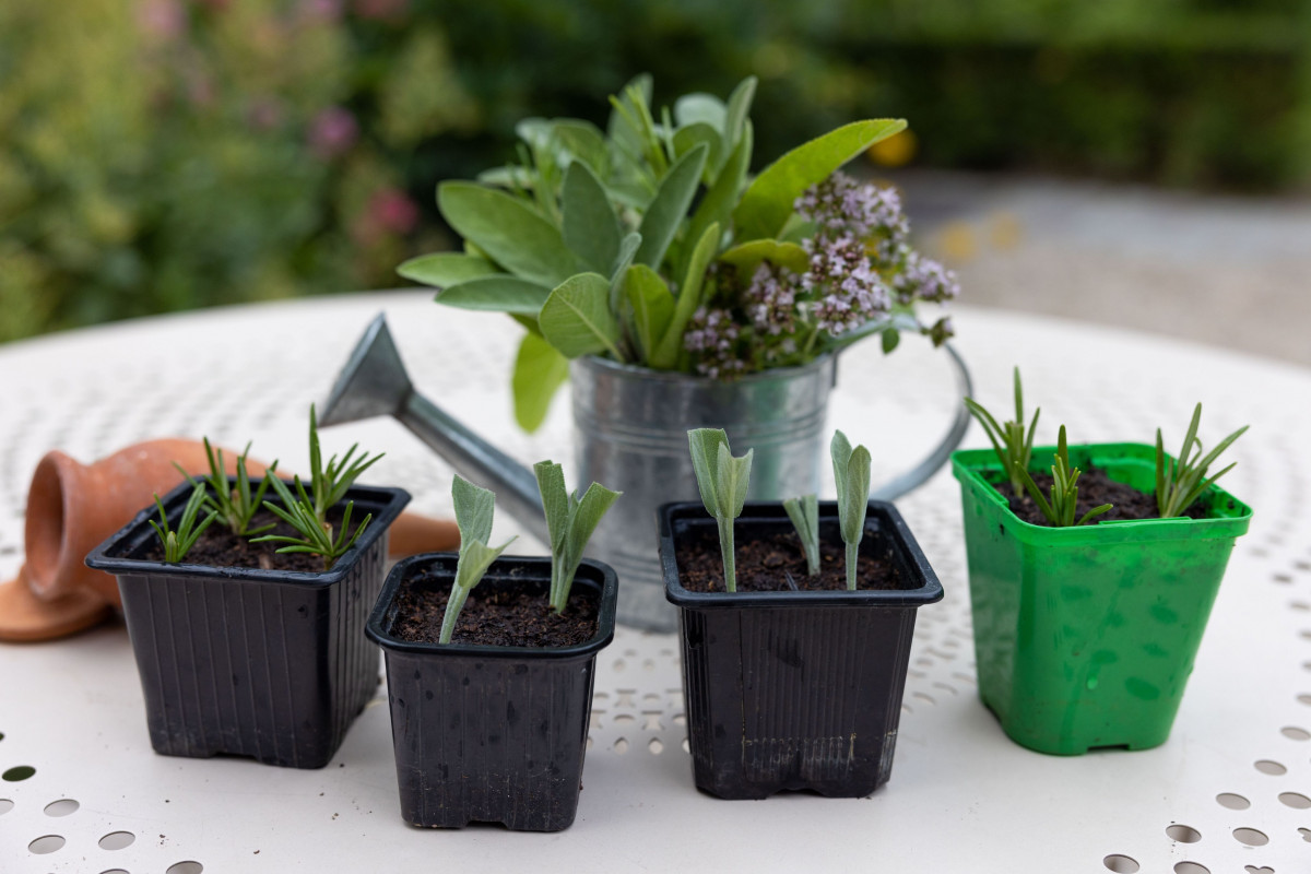 Réalisez vos boutures d'aromatiques