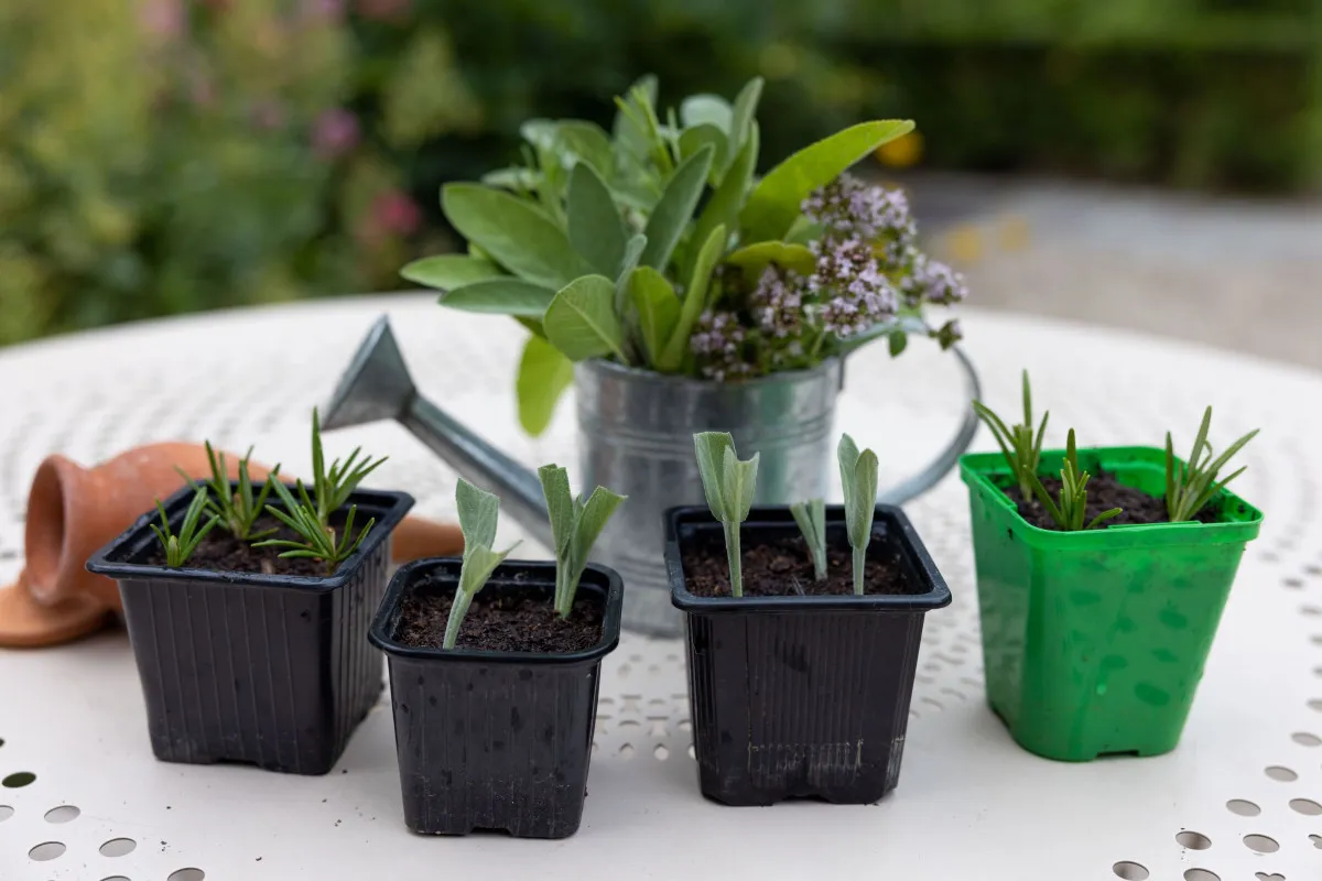 Réalisez vos boutures d'aromatiques