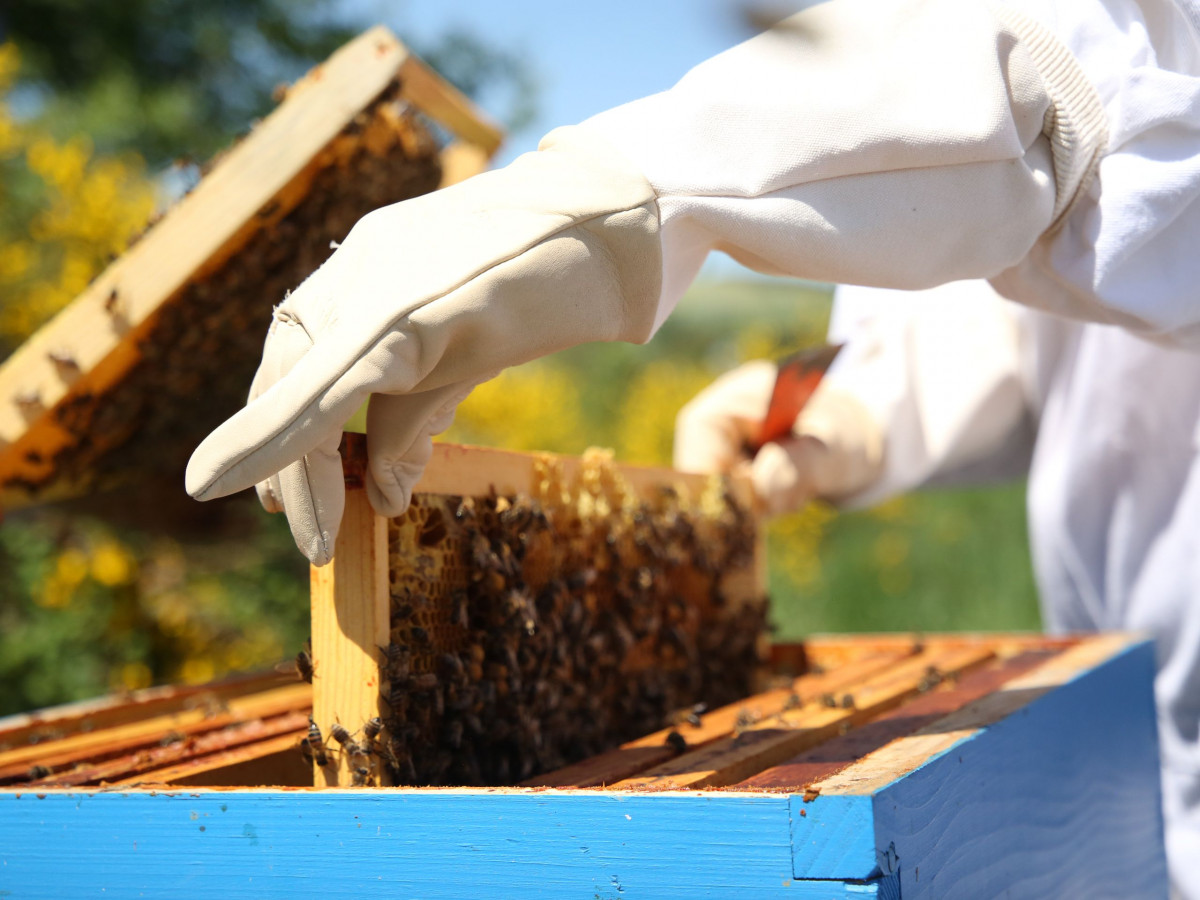 Initiez-vous à l'apiculture