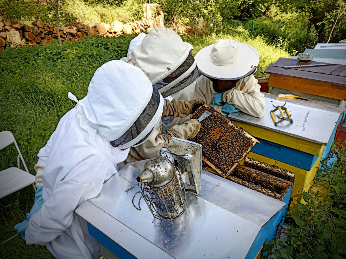 Initiez-vous à l'apiculture