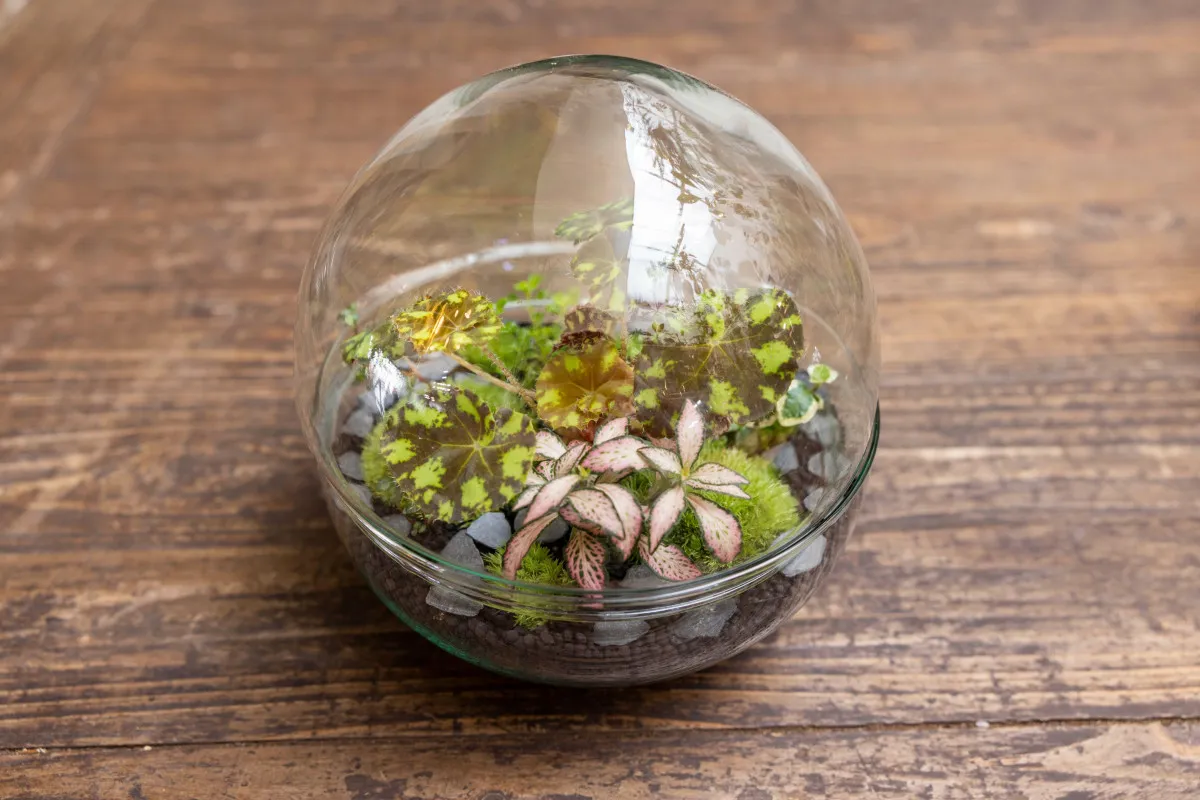 Créez votre terrarium sphérique