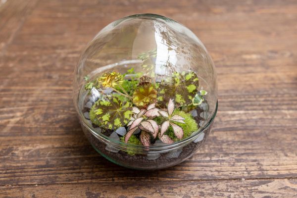 Wecandoo - Créez votre terrarium sphérique