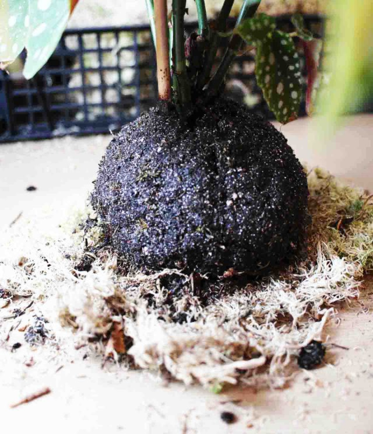 Créez votre kokedama