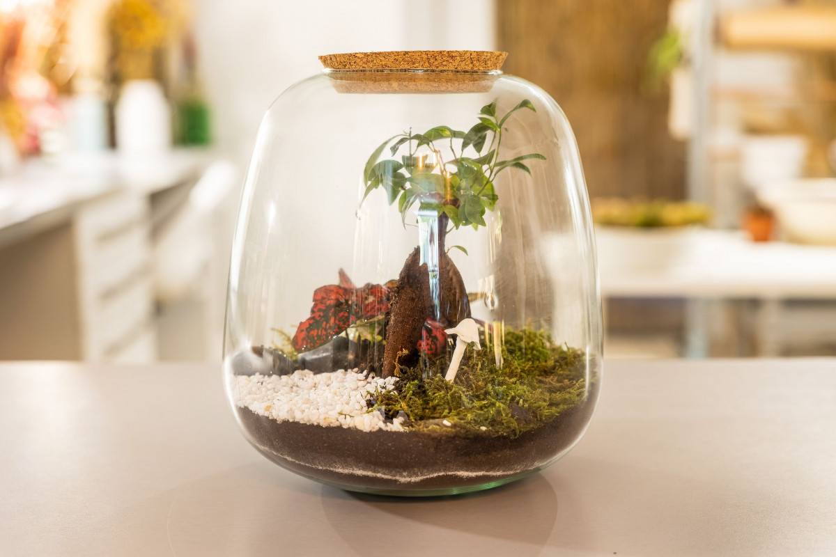 Réalisez votre terrarium en taille L