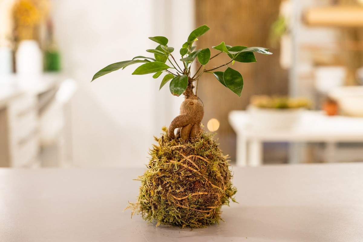 Réalisez votre kokedama