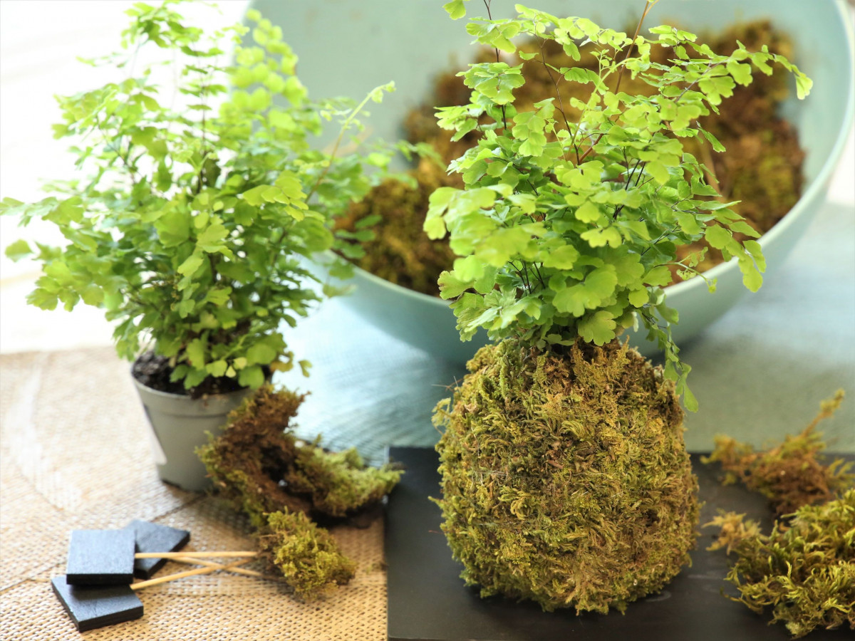 Réalisez votre kokedama à Lyon