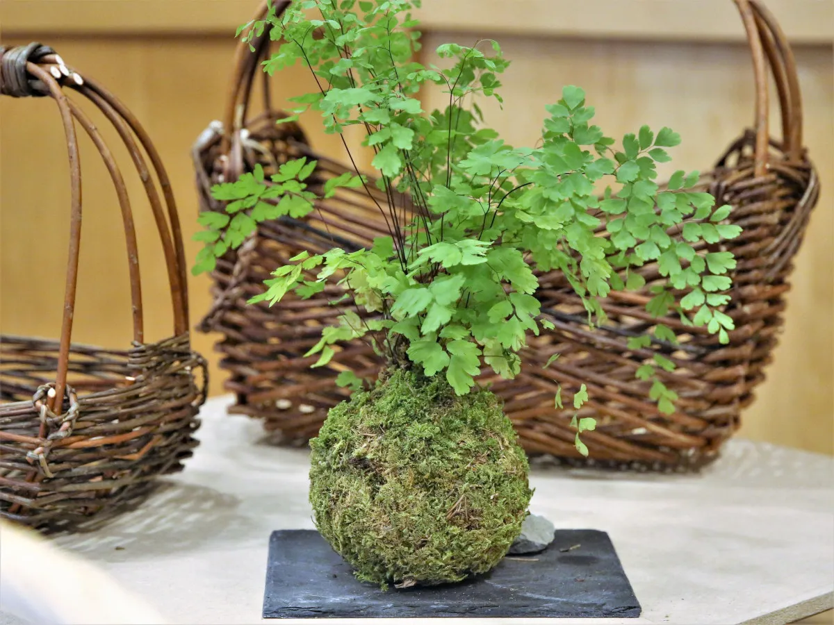 Réalisez votre kokédama