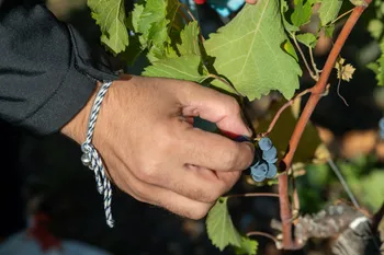 Visitez un domaine viticole et dégustez des vins