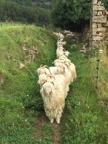 Découvrez les chèvres angora et le travail du mohair