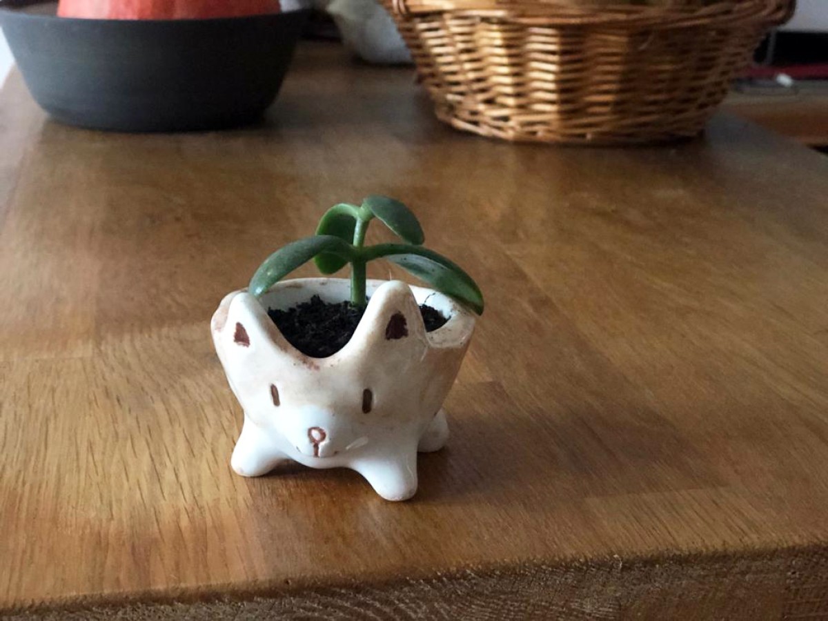 Réalise ton petit pot animal en terre