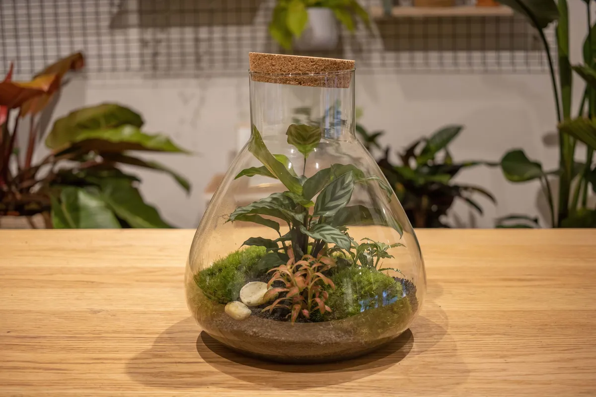 Create your own large terrarium